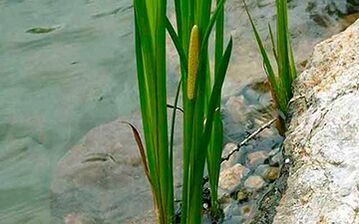 Calamus marsh, the root of which is used to increase male potency. 