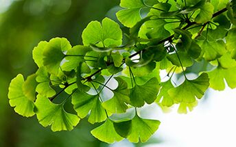 Ginkgo Biloba heals the male body by improving blood flow in the pelvic organs. 