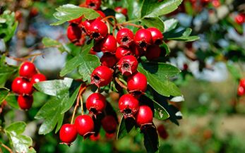 Hawthorn improves a man's libido, but may lower blood pressure