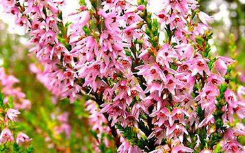 The Siberian sainfoin in the fight against impotence in men