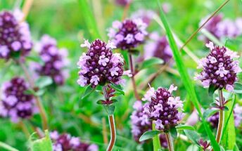 Thyme is useful for potency, but has contraindications for use. 